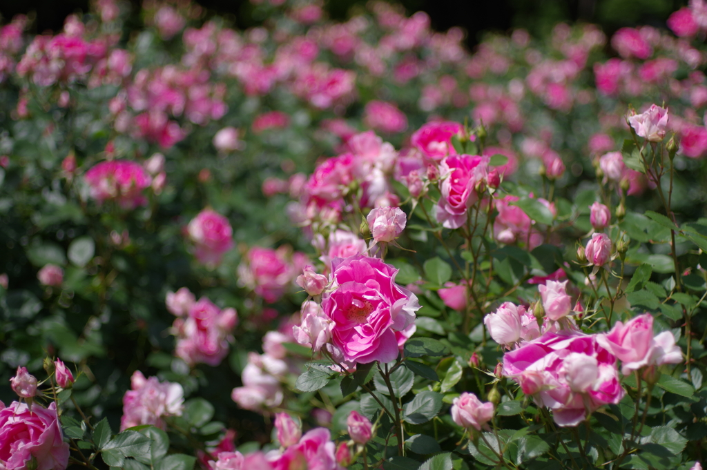 バラ_代々木公園