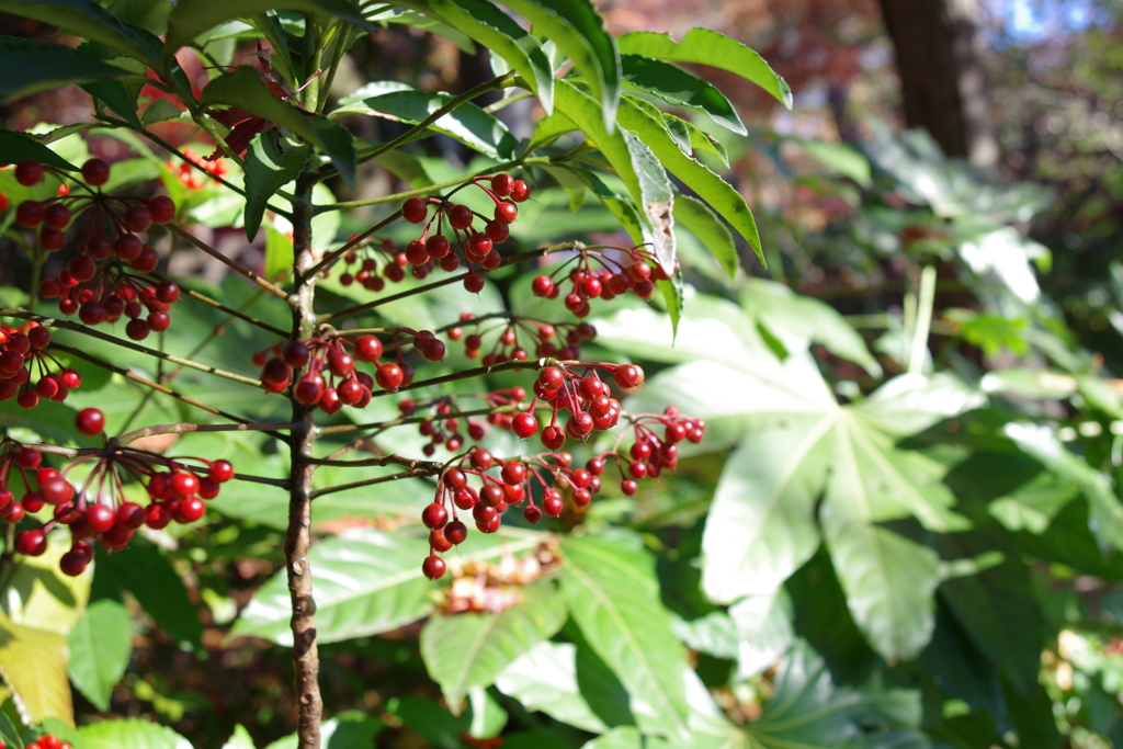 マンリョウ_林芙美子記念館