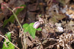 ユキワリイチゲ_林芙美子記念館