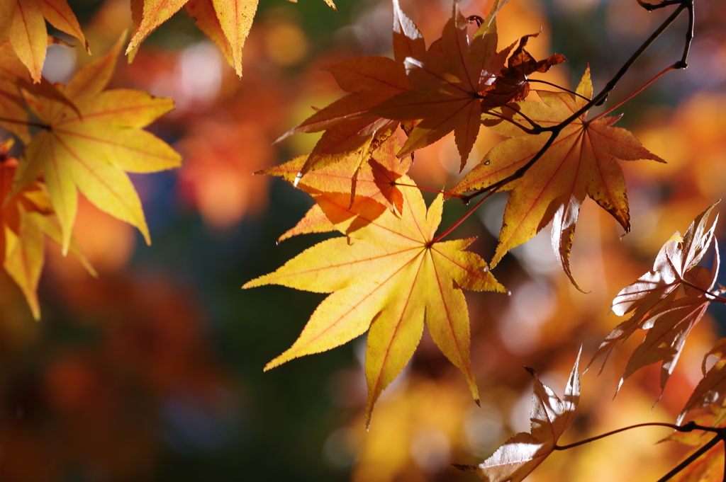 紅葉_昭和記念公園