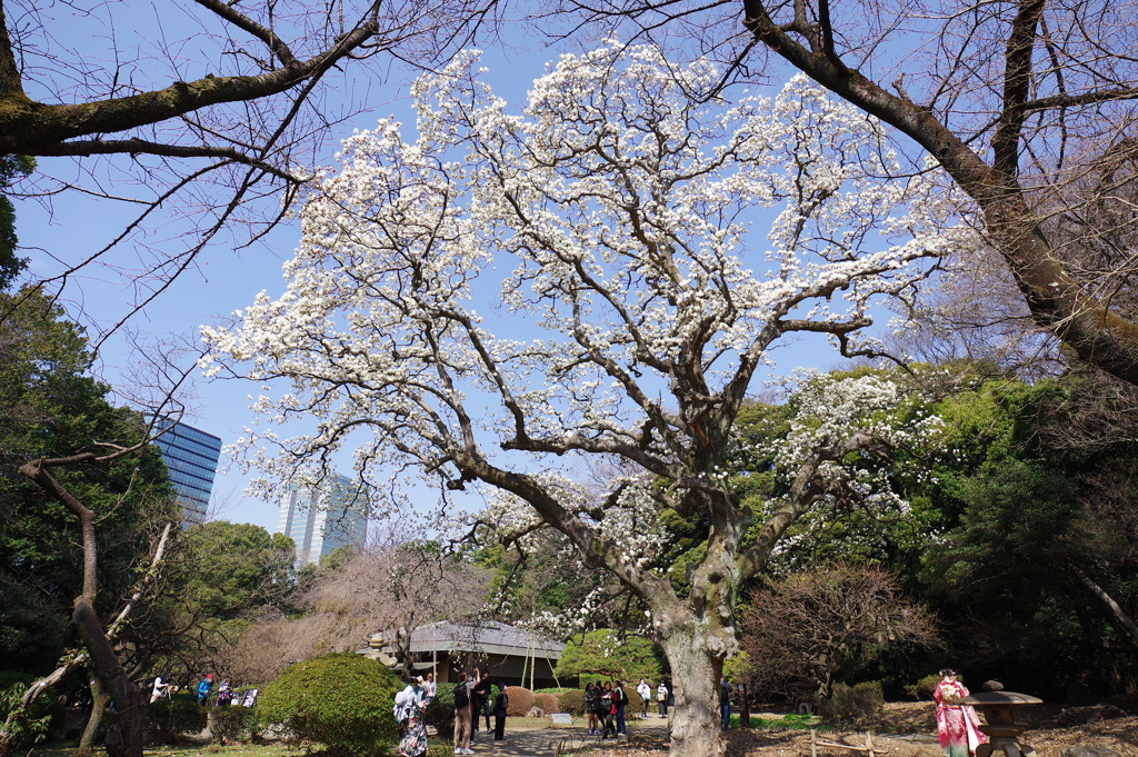 白木蓮_新宿御苑