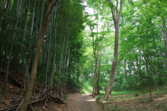 雑木林と竹林_城山公園