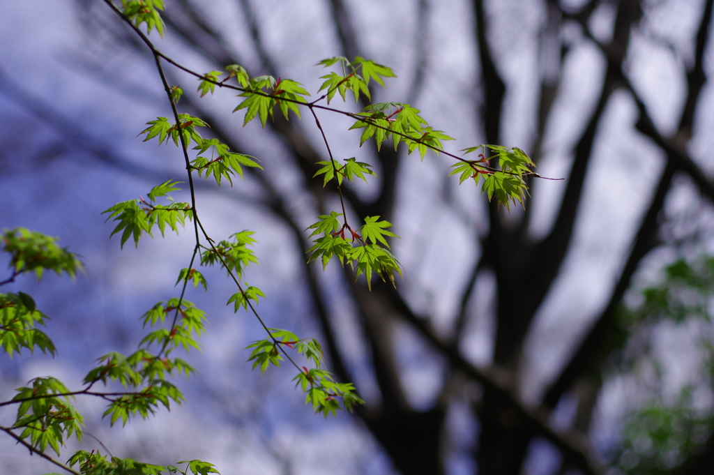 若楓_北の丸公園