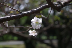 十月桜_新宿御苑