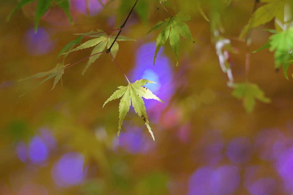 紅葉_紅葉山公園