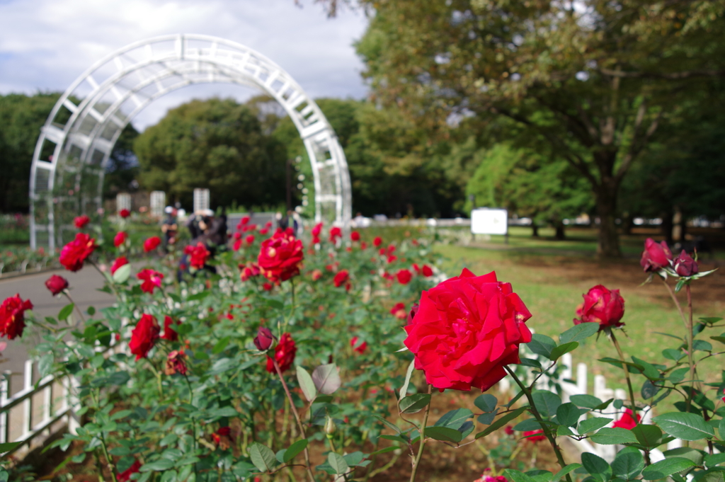 バラ_代々木公園