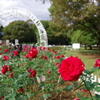 バラ_代々木公園
