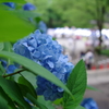 アジサイ_新宿中央公園