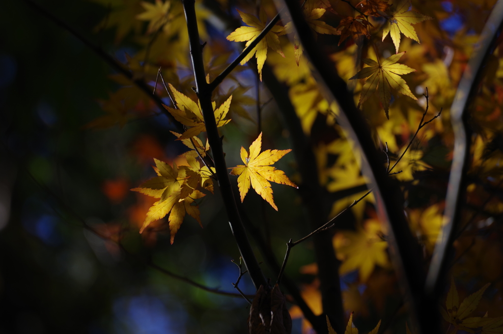 紅葉_大田黒公園