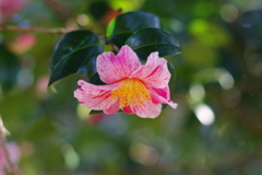山茶花_神代植物公園