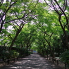 カエデ並木_高円寺