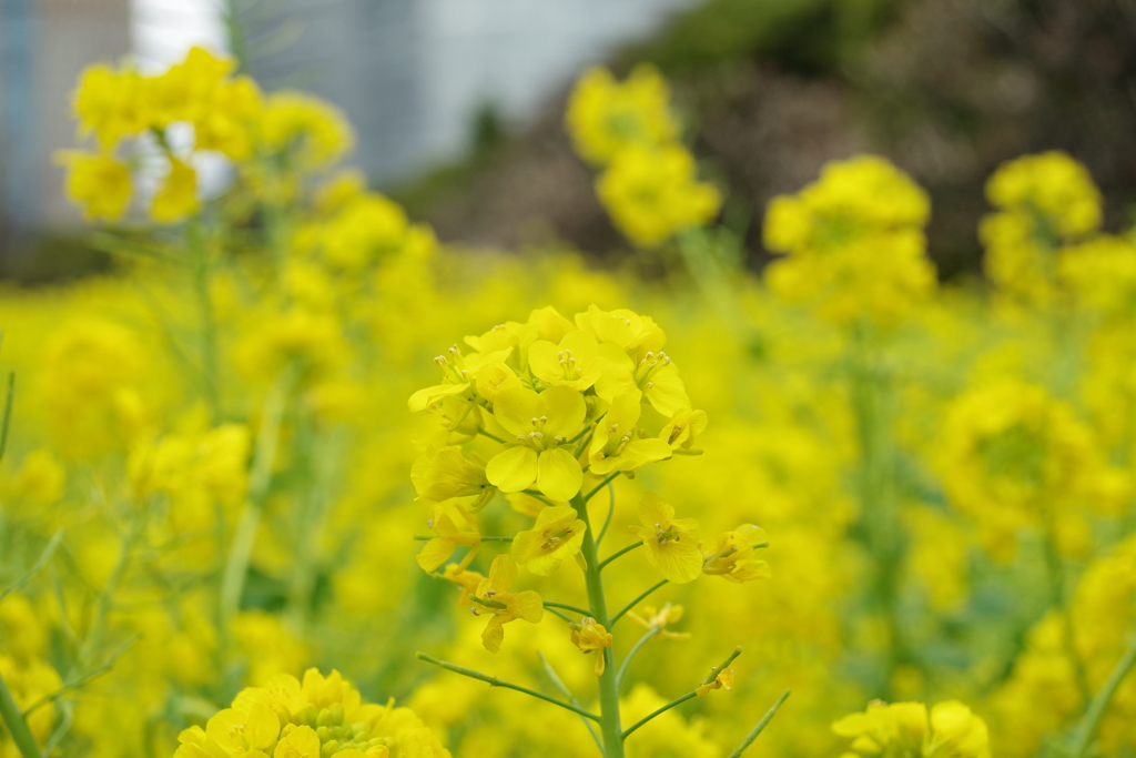 菜の花畑_浜離宮恩賜庭園