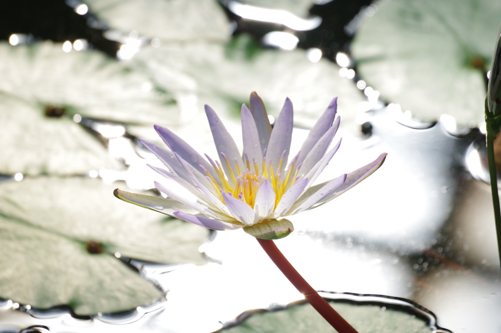 睡蓮_神代植物公園