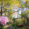 バラ_新宿中央公園