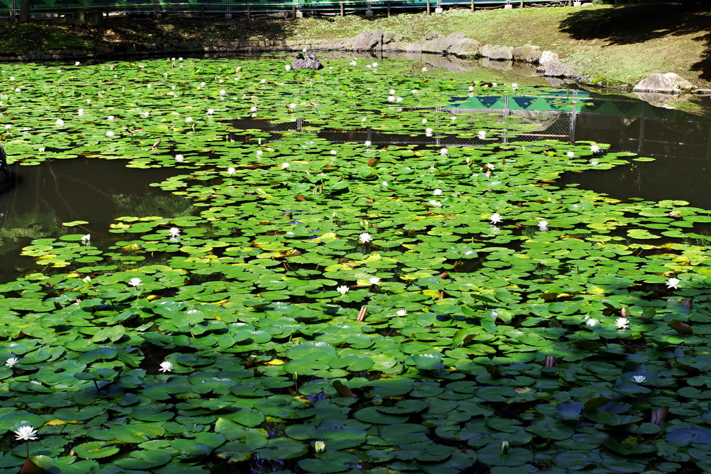 睡蓮_小石川後楽園