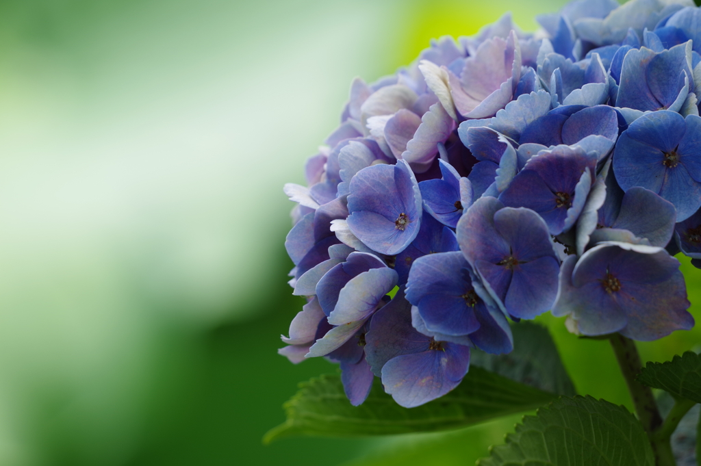 紫陽花_不忍池