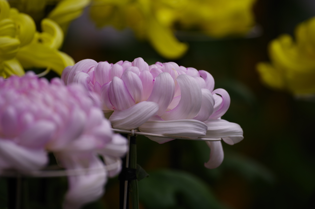菊花展_明治神宮