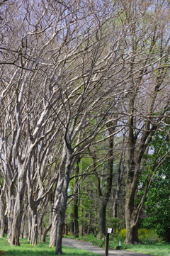 百日紅_神代植物公園