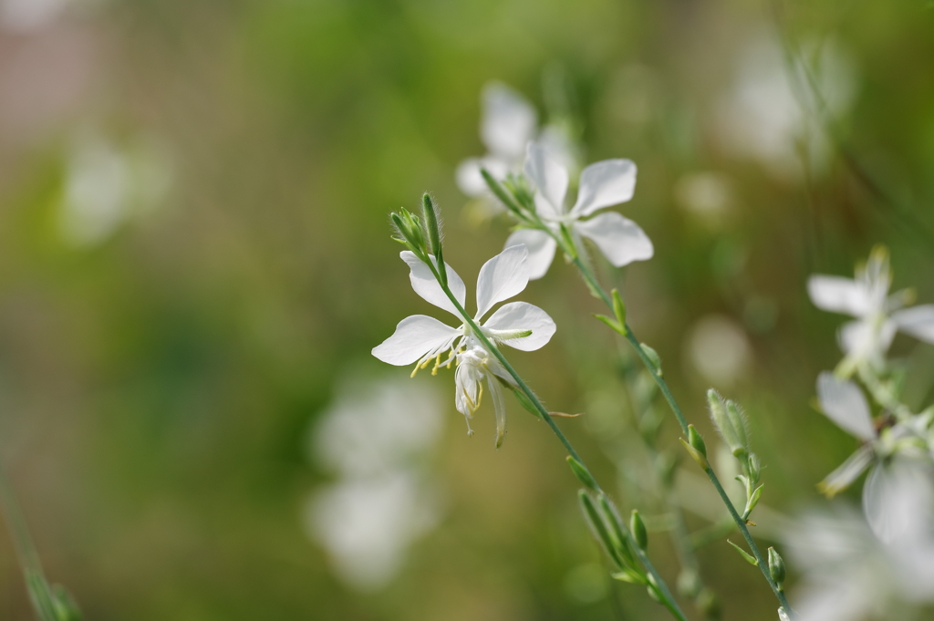 ガウラ_浮間公園