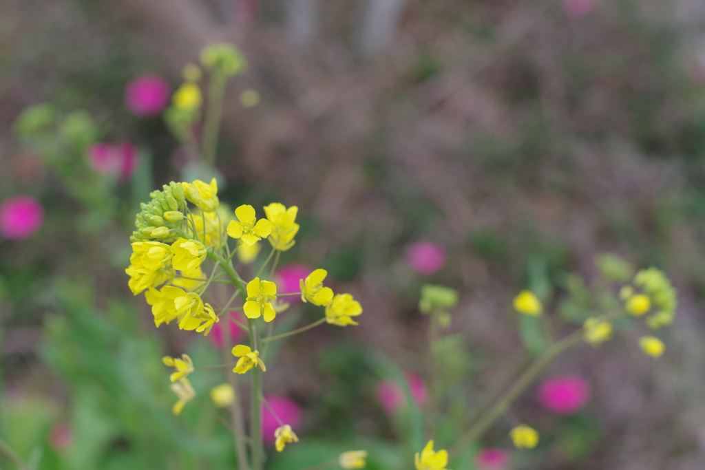 菜の花