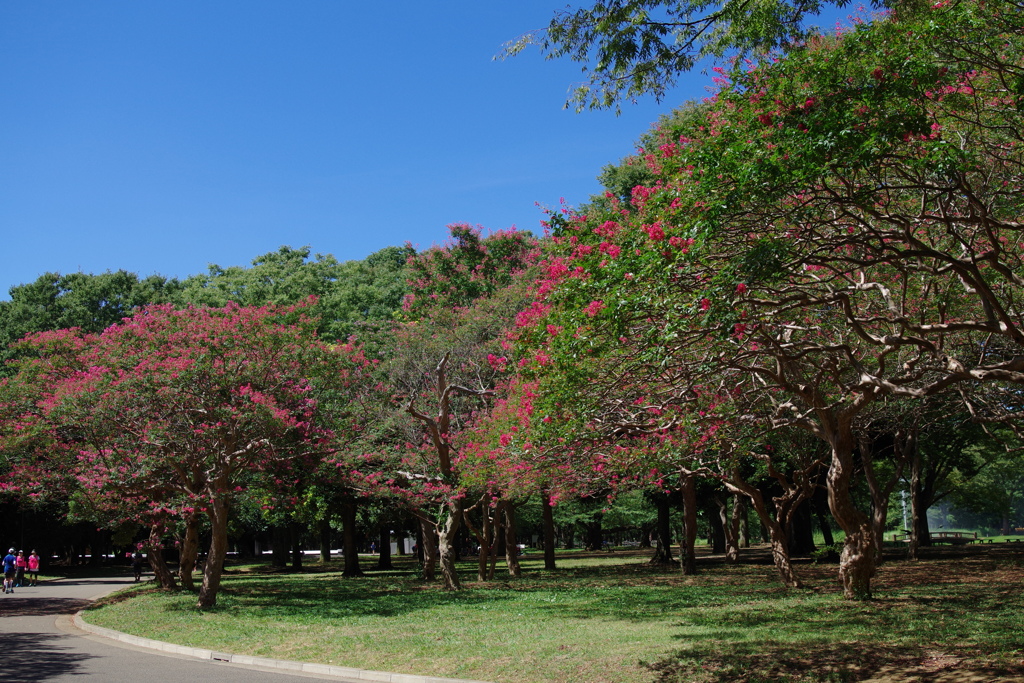 サルスベリ_代々木公園