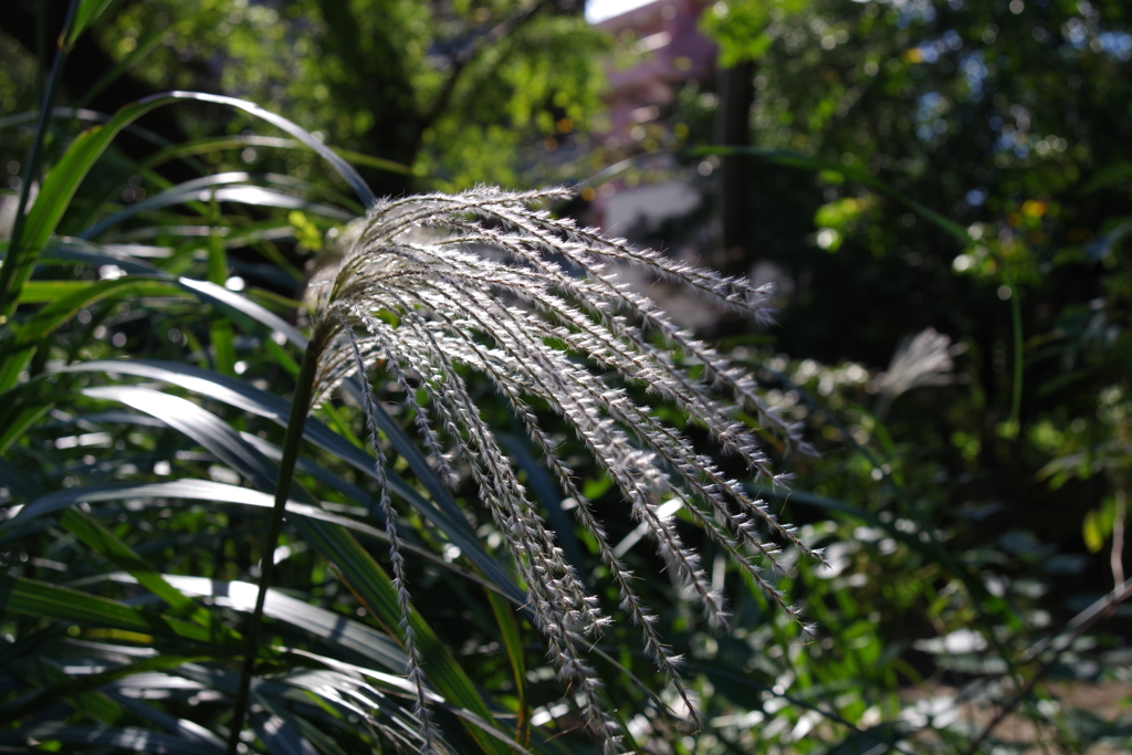 ススキ_小石川植物園