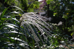 ススキ_小石川植物園