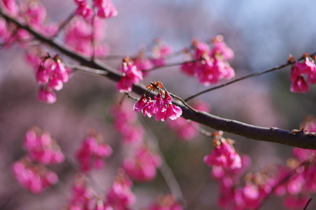 寒緋桜_新宿御苑