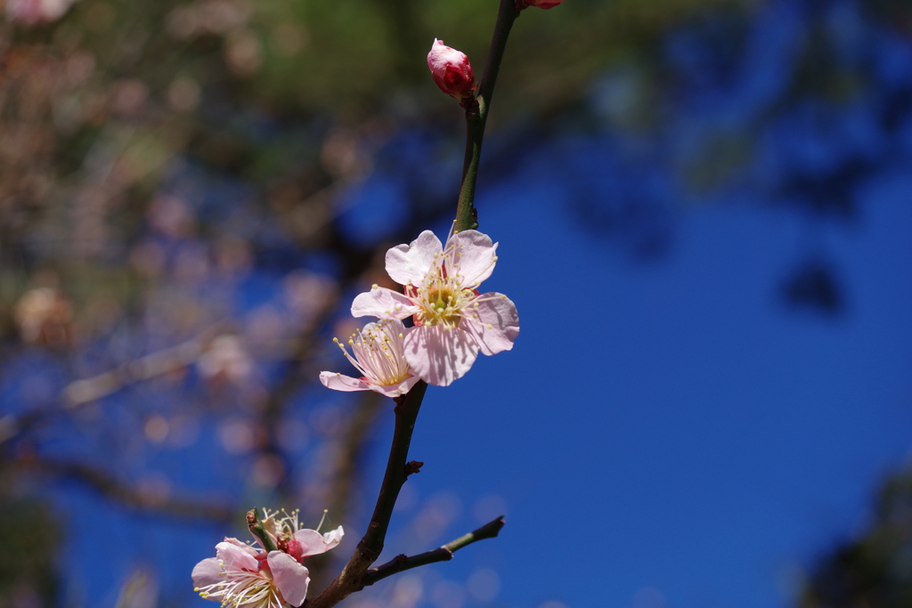 ウメ_皇居東御苑