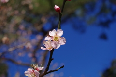 ウメ_皇居東御苑