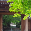 楓_高円寺