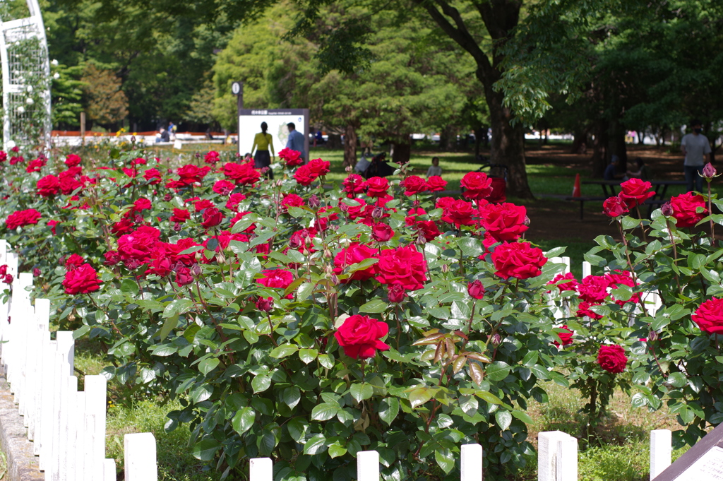 バラ_代々木公園