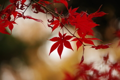 紅葉_大田黒公園