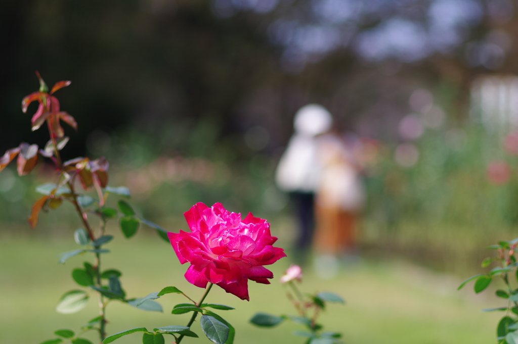 バラ_代々木公園