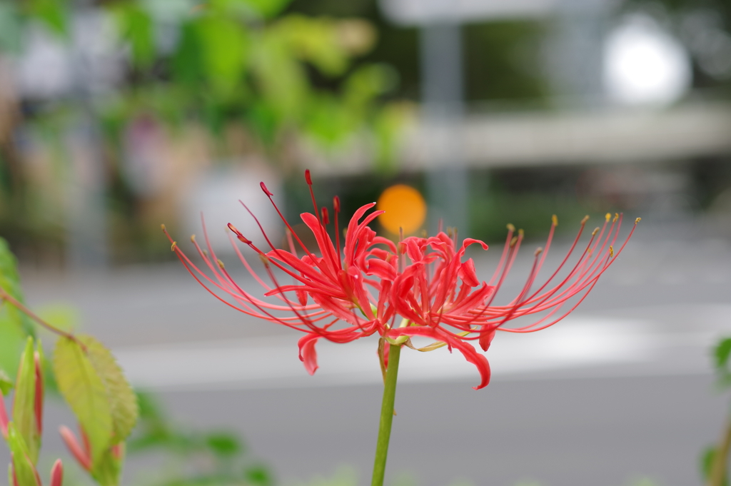 彼岸花_新宿中央公園