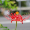 彼岸花_新宿中央公園