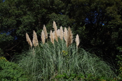 シロガネヨシ_小石川植物園