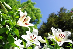ユリ_日比谷公園