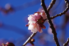 薩摩寒桜_新宿御苑