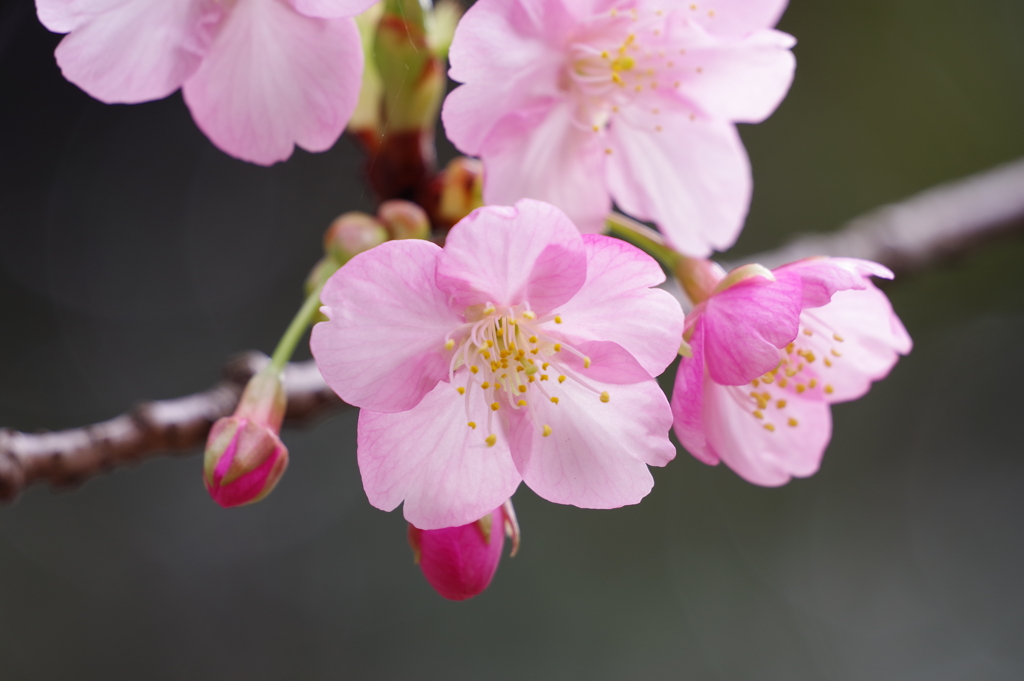 河津桜_哲学堂公園