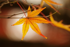 紅葉_大田黒公園