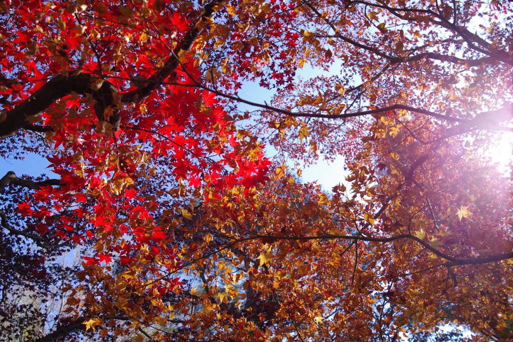 モミジ_林芙美子記念館
