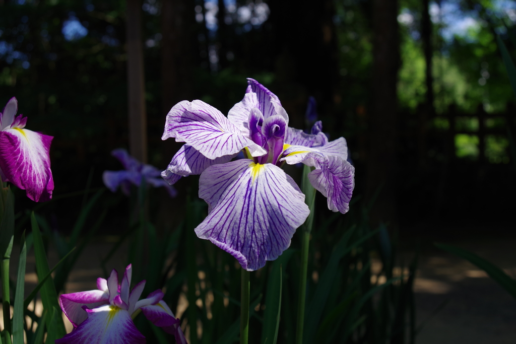 花菖蒲_香取神宮