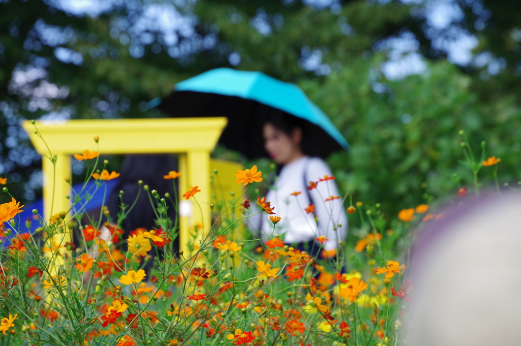 キバナコスモス_昭和記念公園
