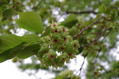 御衣黄_都市農業公園