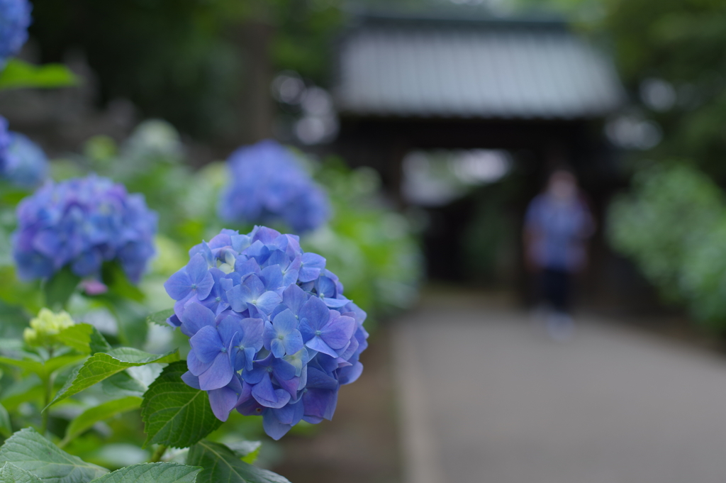 紫陽花_妙法寺