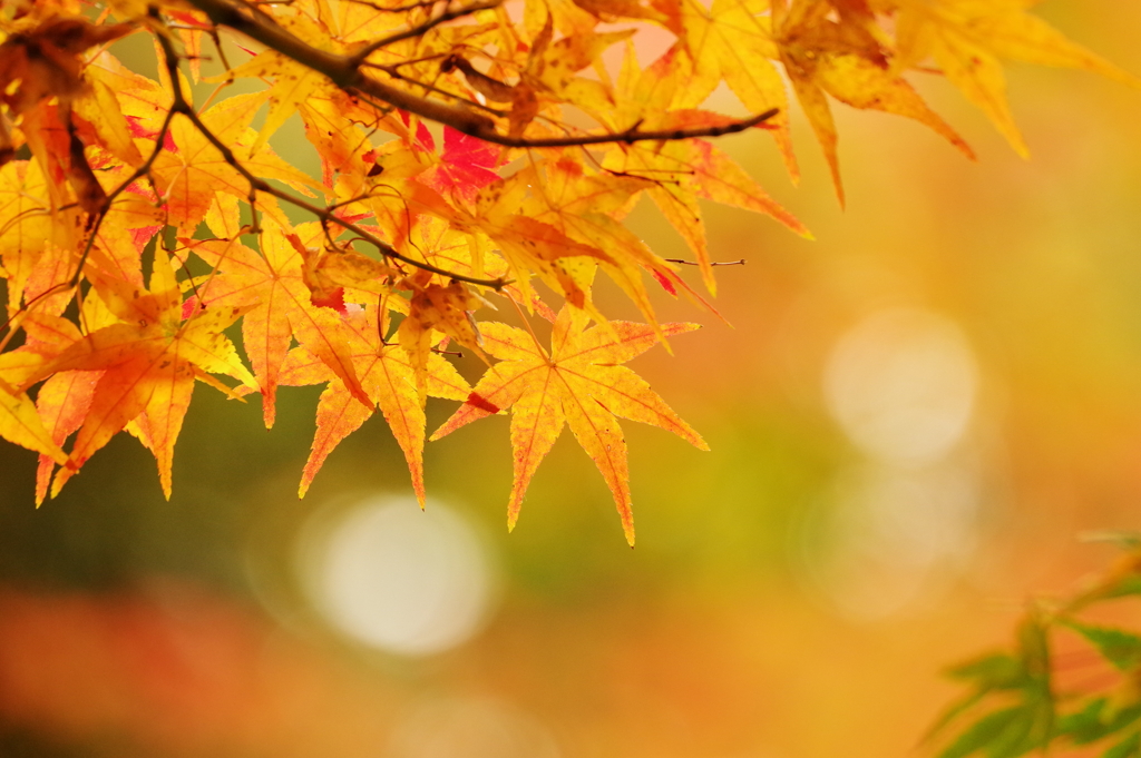 紅葉_紅葉山公園