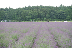 ラベンダー_千年の苑