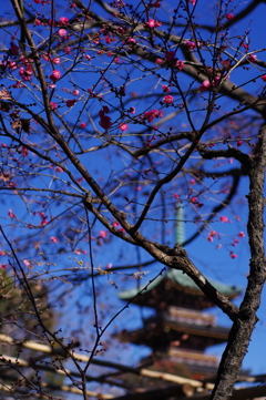 梅_上野東照宮ぼたん苑