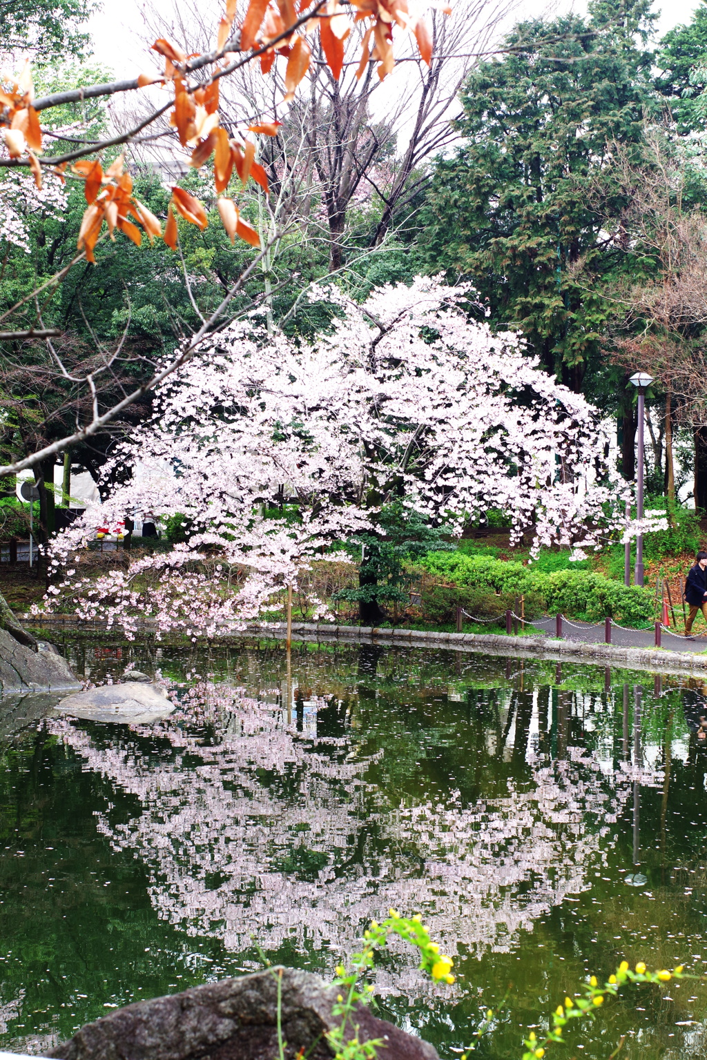 ソメイヨシノ_蚕糸の森公園